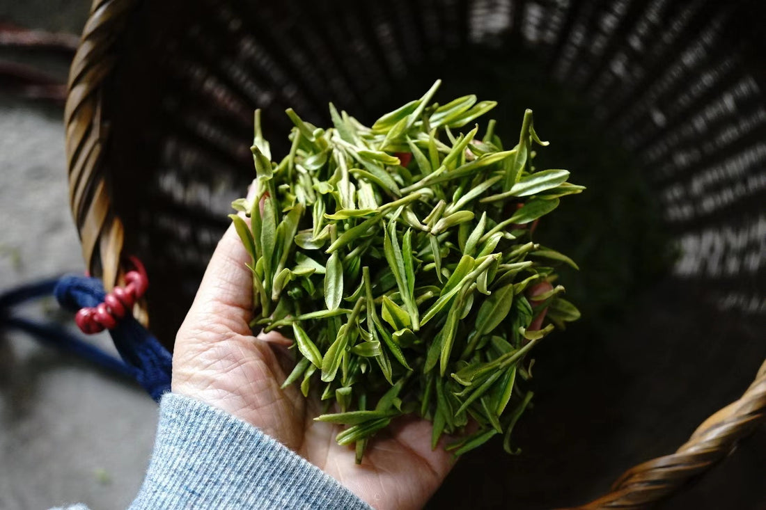 The Role of Tea in Traditional Chinese Living